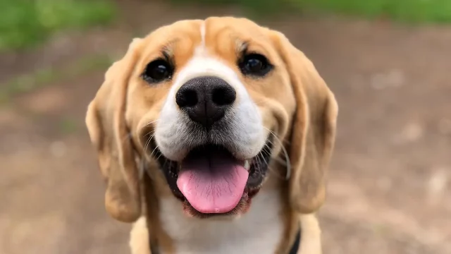 Cuida a tus Mascotas: Evita el Golpe de Calor