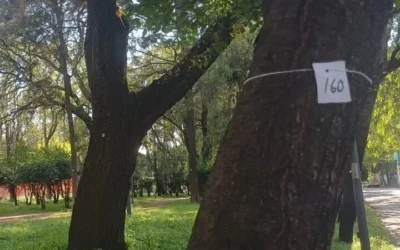 Daño a árboles en Azcapotzalco por obras del Mexibús Línea 5 preocupa a vecinos
