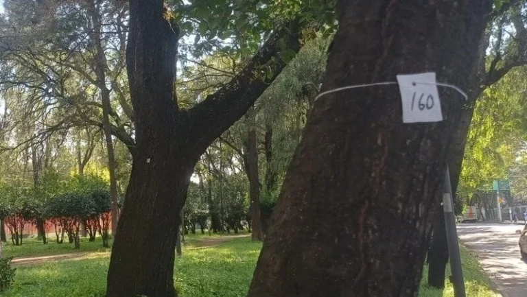 Daño a árboles en Azcapotzalco por obras del Mexibús Línea 5 preocupa a vecinos