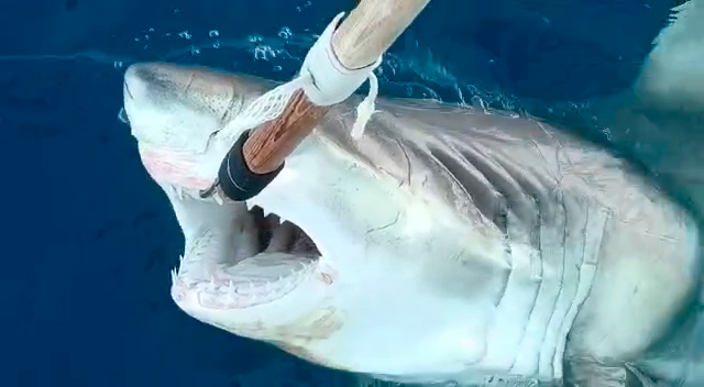 Tiburón blanco Mediterráneo: capturan ejemplar juvenil frente a Alicante