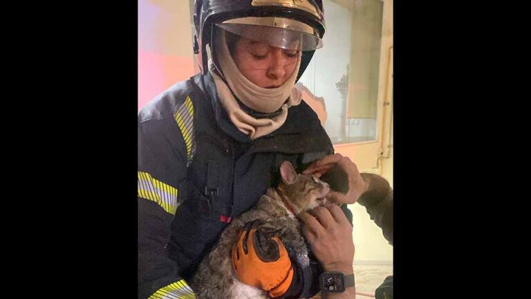 Incendio en Coyoacán deja daños materiales y rescate de cuatro gatitos