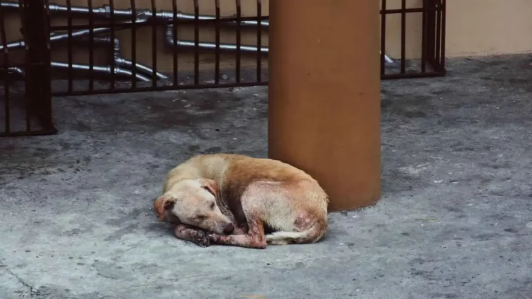 Denuncian abandono de perros por peregrinos en Salamanca