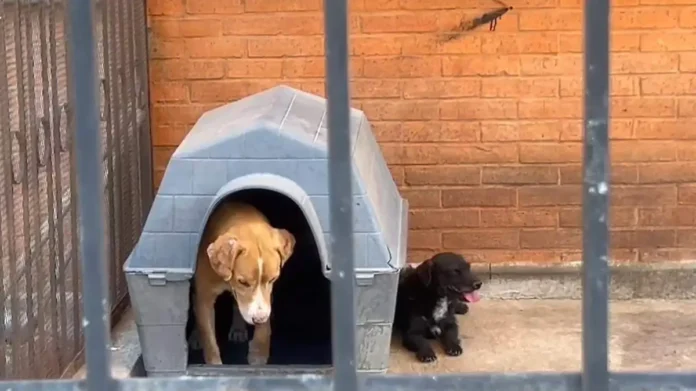abandono de perros en Arboledas