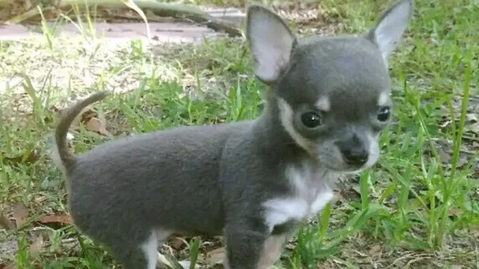 venta de mascotas en redes
